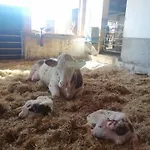 Διαμέρισμα Hinterramsebn