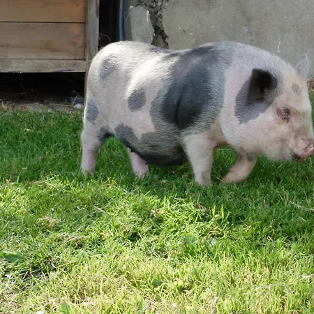 Apartament Hinterramsebn *