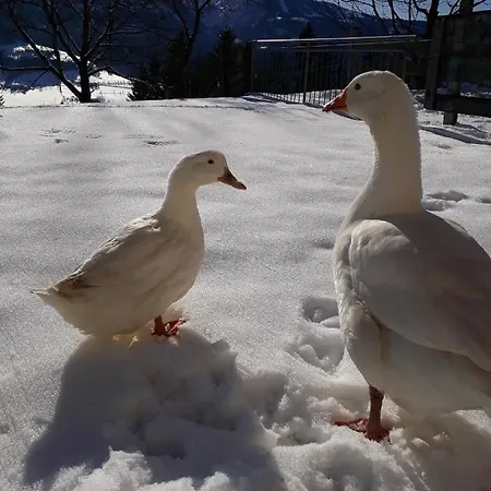 Hinterramsebn Appartement Vorderstoder