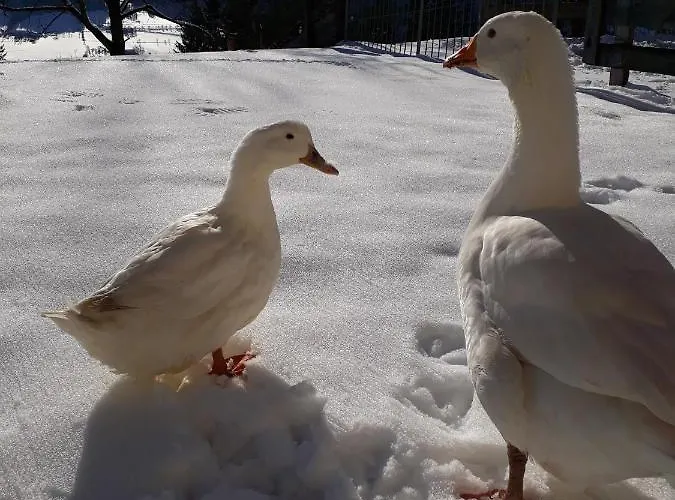 Hinterramsebn Apartman Vorderstoder