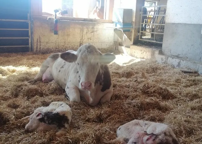 Apartment Hinterramsebn