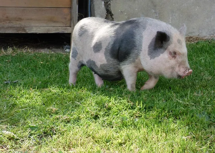 Apartment Hinterramsebn *